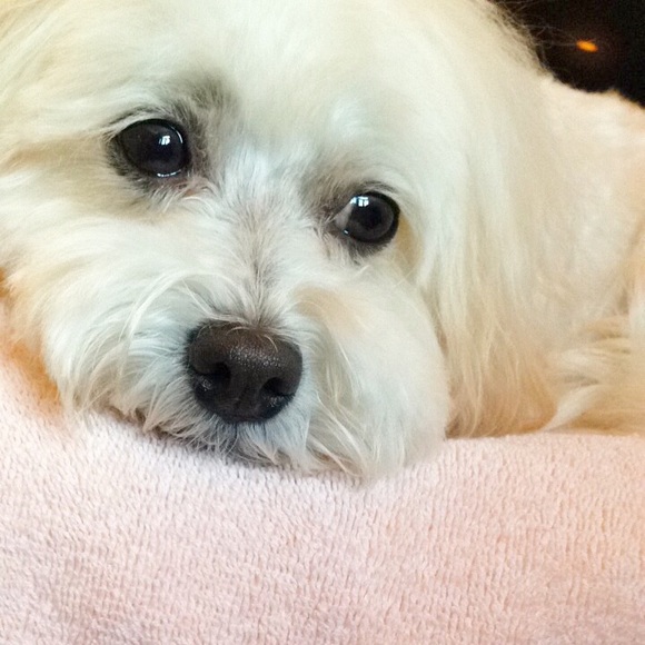 Meet your Posher, Jennifer - Picture 1 of 1